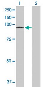 VPS16 Antibody in Western Blot (WB)