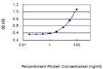 ARV1 Antibody in ELISA (ELISA)