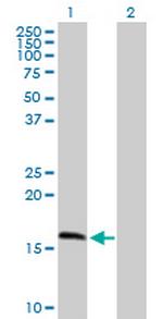 MRPS11 Antibody in Western Blot (WB)