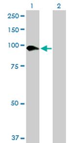 SLC26A6 Antibody in Western Blot (WB)