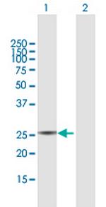 PYCRL Antibody in Western Blot (WB)