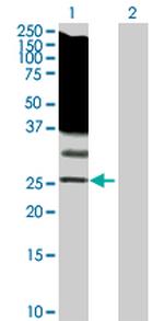 RASL11B Antibody in Western Blot (WB)