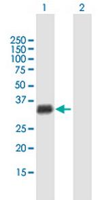 GIYD2 Antibody in Western Blot (WB)