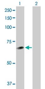 NEK11 Antibody in Western Blot (WB)