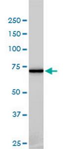 NEK11 Antibody in Western Blot (WB)