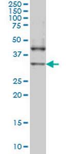 NANOG Antibody in Western Blot (WB)