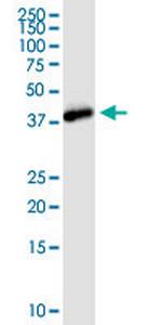 NANOG Antibody in Western Blot (WB)