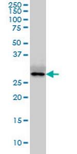 NANOG Antibody in Western Blot (WB)