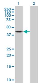 OBFC1 Antibody in Western Blot (WB)