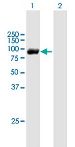 RBM35B Antibody in Western Blot (WB)