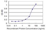 DBF4B Antibody in ELISA (ELISA)