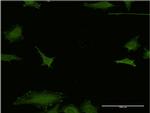 EFHD1 Antibody in Immunocytochemistry (ICC/IF)