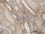 EFHD1 Antibody in Immunohistochemistry (Paraffin) (IHC (P))