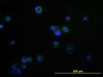 CD276 Antibody in Immunocytochemistry (ICC/IF)