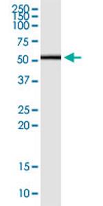 CD276 Antibody in Western Blot (WB)