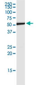 CD276 Antibody in Western Blot (WB)