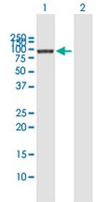 COG3 Antibody in Western Blot (WB)