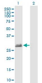 TEX101 Antibody in Western Blot (WB)