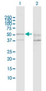 SESN2 Antibody in Western Blot (WB)