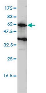 KIRREL2 Antibody in Western Blot (WB)