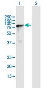 NSRP1 Antibody in Western Blot (WB)