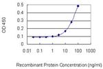 POLR1B Antibody in ELISA (ELISA)