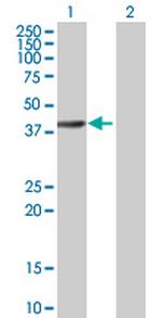 RBED1 Antibody in Western Blot (WB)