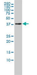 MGC3207 Antibody in Western Blot (WB)