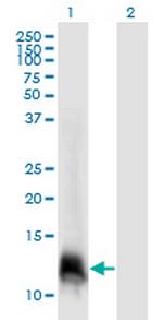 ELOF1 Antibody in Western Blot (WB)