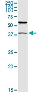 TRIM63 Antibody in Western Blot (WB)