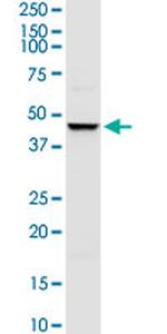 TRIM63 Antibody in Western Blot (WB)