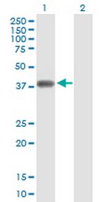 NKD2 Antibody in Western Blot (WB)