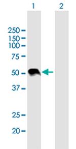 WNT3A Antibody in Western Blot (WB)