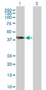 WNT3A Antibody in Western Blot (WB)