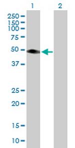 TRIM15 Antibody in Western Blot (WB)