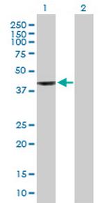 WDR34 Antibody in Western Blot (WB)