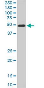 ZNF622 Antibody in Western Blot (WB)