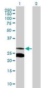 MRRF Antibody in Western Blot (WB)