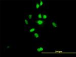 C21ORF66 Antibody in Immunocytochemistry (ICC/IF)