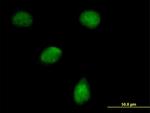 EGLN3 Antibody in Immunocytochemistry (ICC/IF)