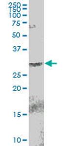 EGLN3 Antibody in Western Blot (WB)