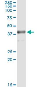 SDSL Antibody in Immunoprecipitation (IP)