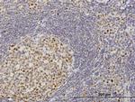 TOE1 Antibody in Immunohistochemistry (Paraffin) (IHC (P))