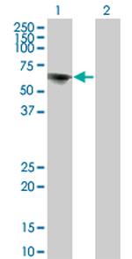 TOE1 Antibody in Western Blot (WB)