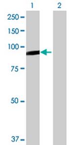 RASGRP4 Antibody in Western Blot (WB)