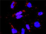 RASGRP4 Antibody in Proximity Ligation Assay (PLA) (PLA)