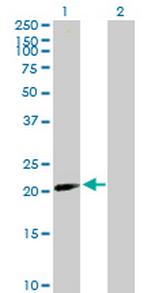 BATF2 Antibody in Western Blot (WB)