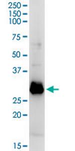 OLIG1 Antibody in Western Blot (WB)