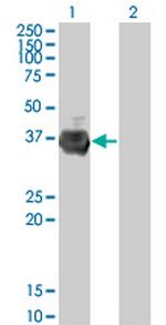 RFFL Antibody in Western Blot (WB)