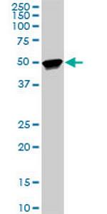 TTC8 Antibody in Western Blot (WB)